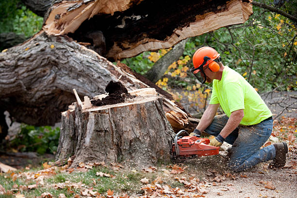 Best Tree Disease Treatment  in Manchester, IA