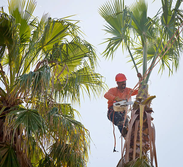 How Our Tree Care Process Works  in  Manchester, IA