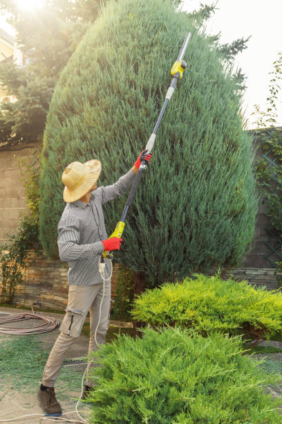 Best Palm Tree Trimming  in Manchester, IA