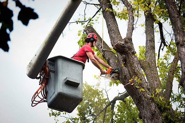 Professional Tree Removal in Manchester, IA